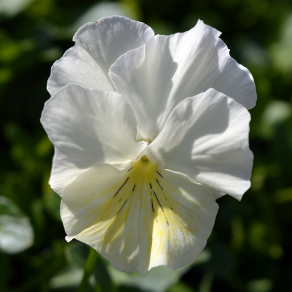 Victorian Viola Cockatoo